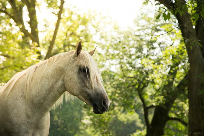 Обои картинки фото животные, лошади, грива, морда, серый, конь