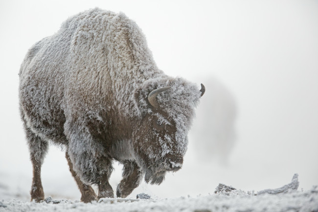 Обои картинки фото животные, зубры,  бизоны, бизон, иней, туман, снег, зима, йеллоустонский, национальный, парк