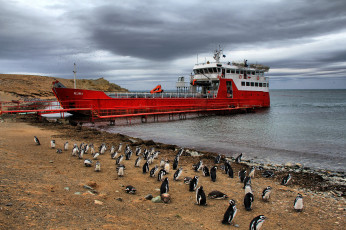 Картинка корабли другое антарктика судно пингвины пляж