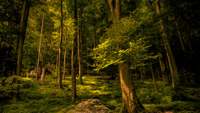 Обои картинки фото природа, лес, деревья