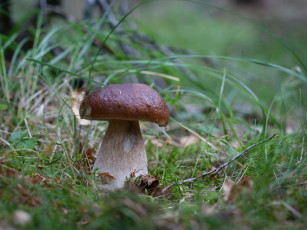 Картинка природа грибы белый гриб
