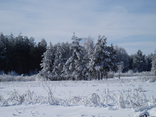 Картинка зимний+лес природа зима зимой лес