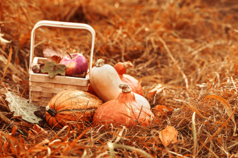 Картинка еда фрукты +ягоды яблоки корзина сено тыква осень натюрморт