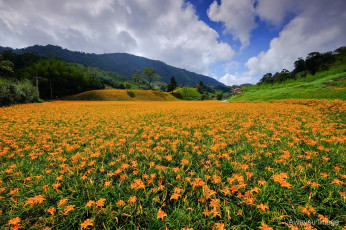 Картинка природа луга горы лилии лето цветение цветы пейзаж