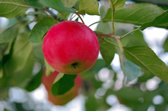 Картинка природа плоды дача август фрукты яблоки урожай позитив лето