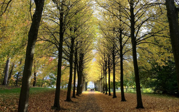 Картинка природа парк листопад осень деревья аллея