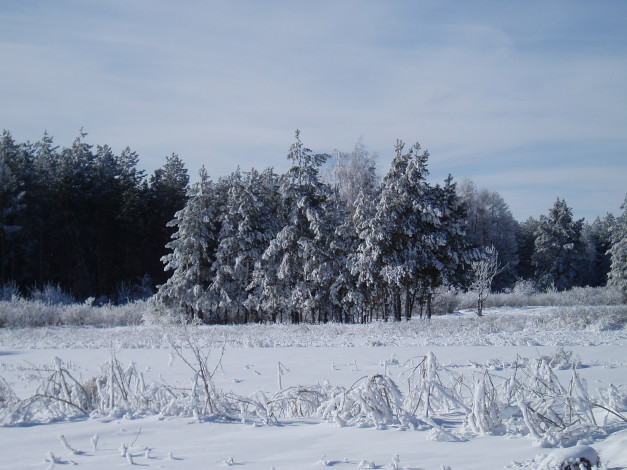 Обои картинки фото зимний лес, природа, зима, зимой, лес