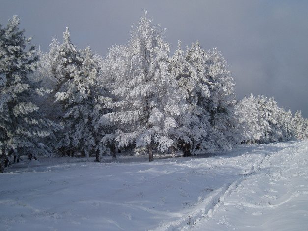 Обои картинки фото зимний лес, природа, зима, зимой, лес