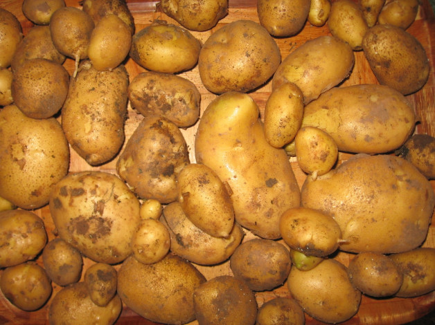 Обои картинки фото еда, картофель, урожай
