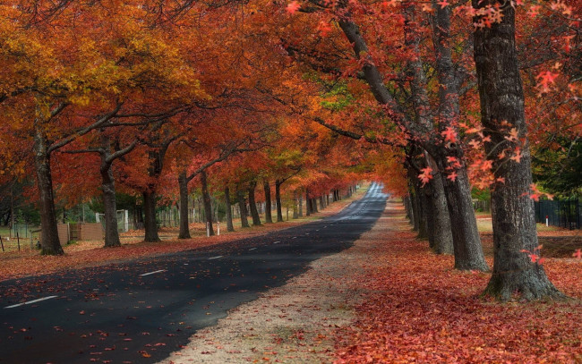 Обои картинки фото природа, дороги, листопад, осень, шоссе