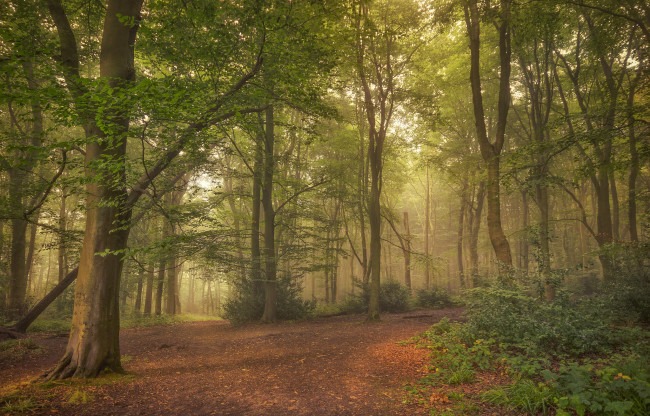 Обои картинки фото природа, лес, деревья, туман, пейзаж
