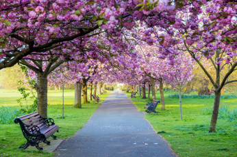 Картинка природа парк аллея скамейки весна
