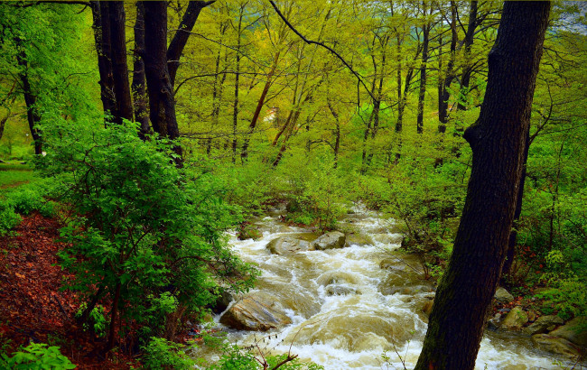 Обои картинки фото природа, лес, зелень, поток, весна, деревья, река, камни, nature, spring, river, forest, trees, flow