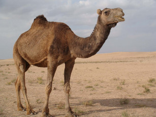 Картинка животные верблюды верблюд пустыня