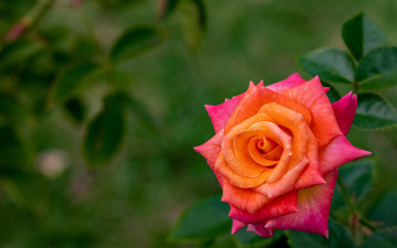 обоя цветы, розы, розовая, роза, макро