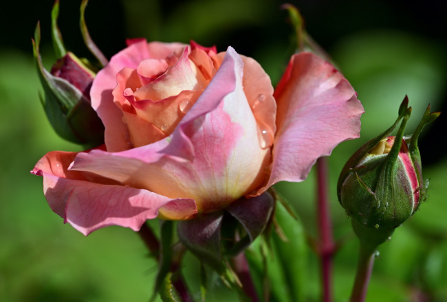 Обои картинки фото цветы, розы, бутоны, роза, капли, макро