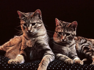 Картинка животные коты