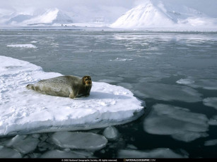 Картинка national geographic животные тюлени морские львы котики