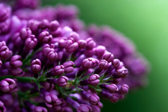 Картинка цветы сирень лиловый бутоны