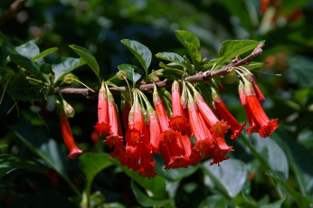 Картинка цветы кампсис текома ветка красный много