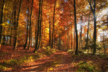 Картинка природа дороги осень лес деревья