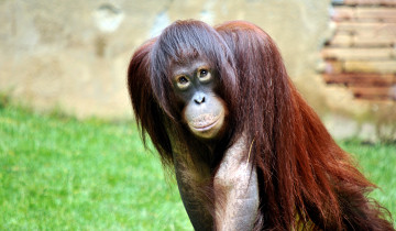 Картинка животные обезьяны взгляд рыжий орангутанг