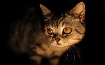 Картинка животные коты морда усы