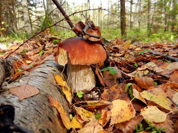 Обои картинки фото природа, грибы, боровик, белый, гриб, листья, лес, осень