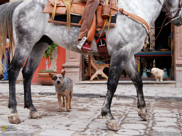 Обои картинки фото животные, разные, вместе, лошадь