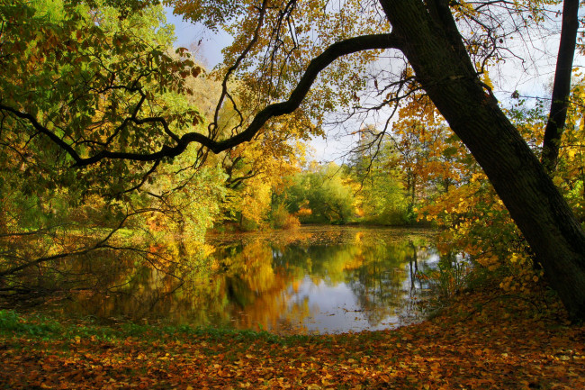 Обои картинки фото природа, реки, озера, осень, деревья, листья, пруд