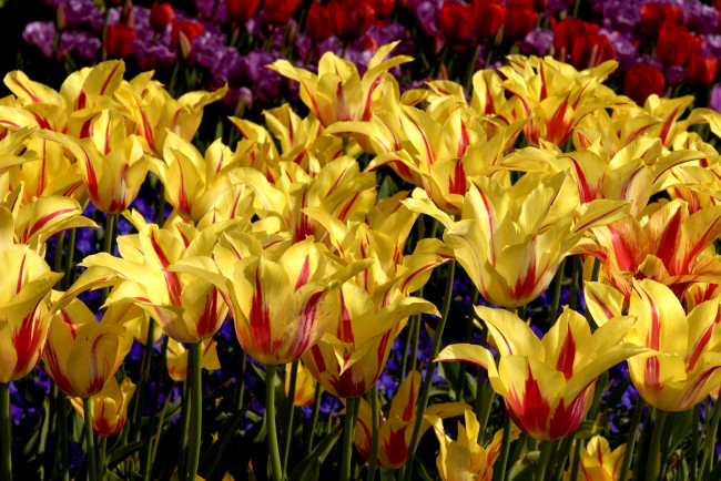 Обои картинки фото цветы, тюльпаны, много, пестрый, желто-красный