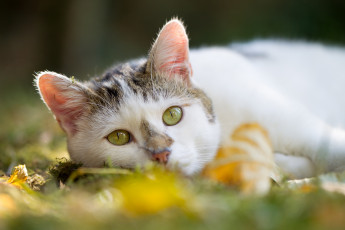 Картинка животные коты осень отдых взгляд