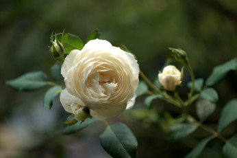 Картинка цветы розы ветка кремовый