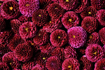 Картинка цветы георгины много бордовый помпоны