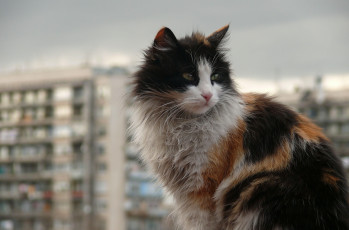 Картинка животные коты балкон кот