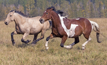 Картинка животные лошади мустанги галоп