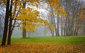 Картинка природа деревья туман осень