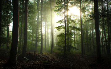 Картинка природа лес утро деревья