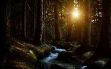 Картинка природа восходы закаты лес ручей