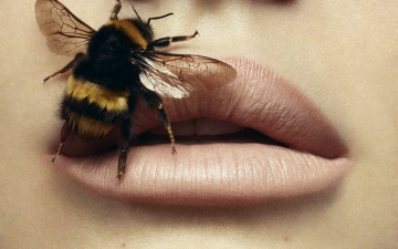 Картинка животные пчелы осы шмели шмель