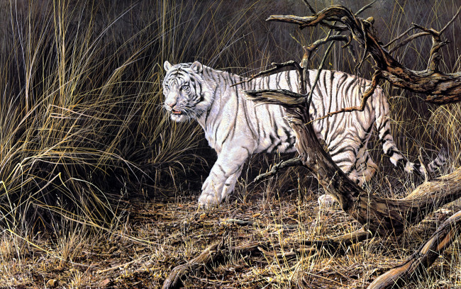 Обои картинки фото out, from, cover, рисованные, alan, hunt, белый, тигр, осень