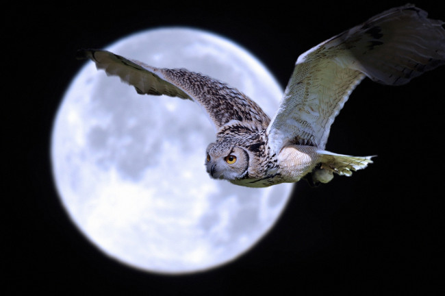 Обои картинки фото животные, совы, крылья, полет, луна