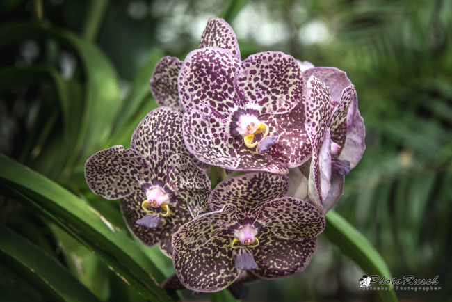 Обои картинки фото цветы, орхидеи, пестрый, экзотика, ветка