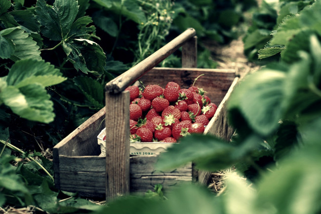 Обои картинки фото еда, клубника, земляника, ягоды, ящик