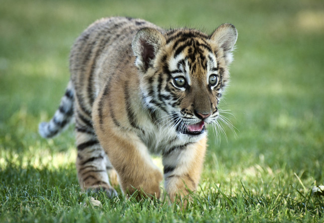 Обои картинки фото животные, тигры, тигренок, малыш, удивление