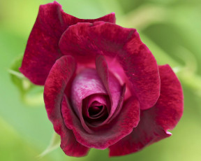 Картинка цветы розы лепестки бутон макро бархатная