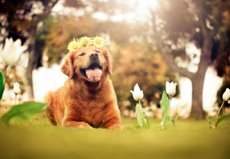 Картинка животные собаки венок ретривер счастье