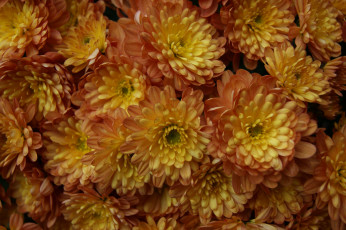 Картинка цветы хризантемы букет