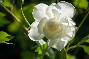 Картинка цветы розы макро лепестки бутон белая роза