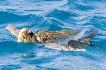 Картинка животные Черепахи черепаха вода заплыв